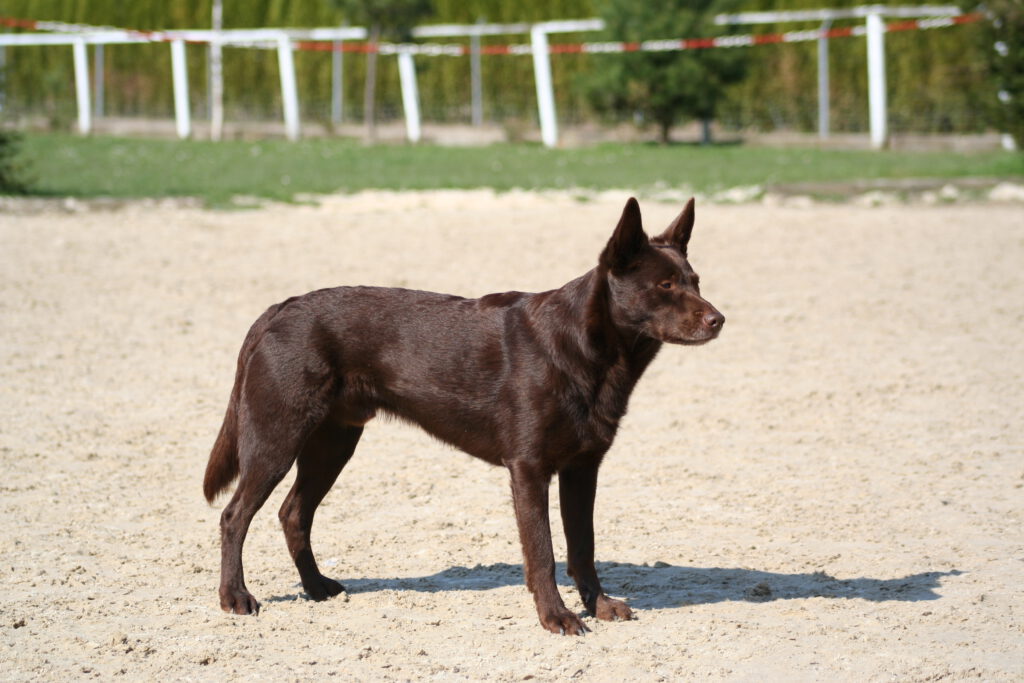 Der Australian Kelpie Richcreek Working Kelpies